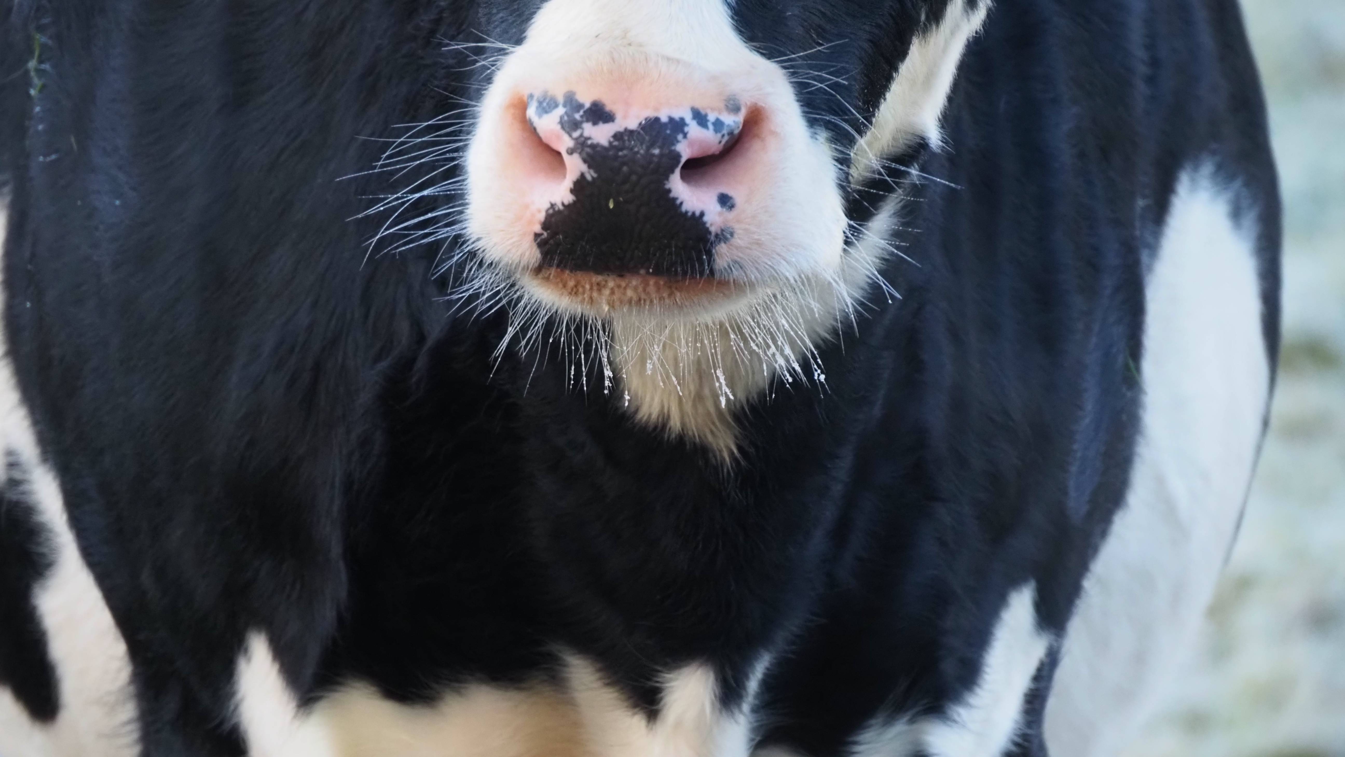 gefrorene Haare an Ziegenschnauze