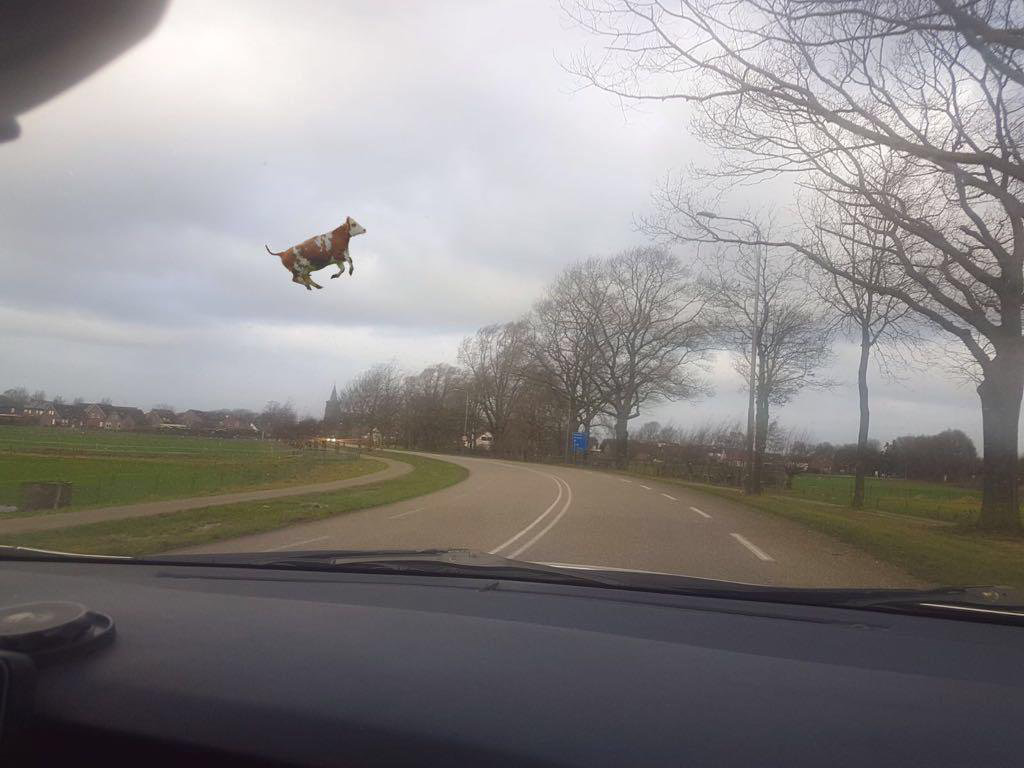 Zugziege beim Flugversuch. Bild ohne Lizenz von Unbekannt!