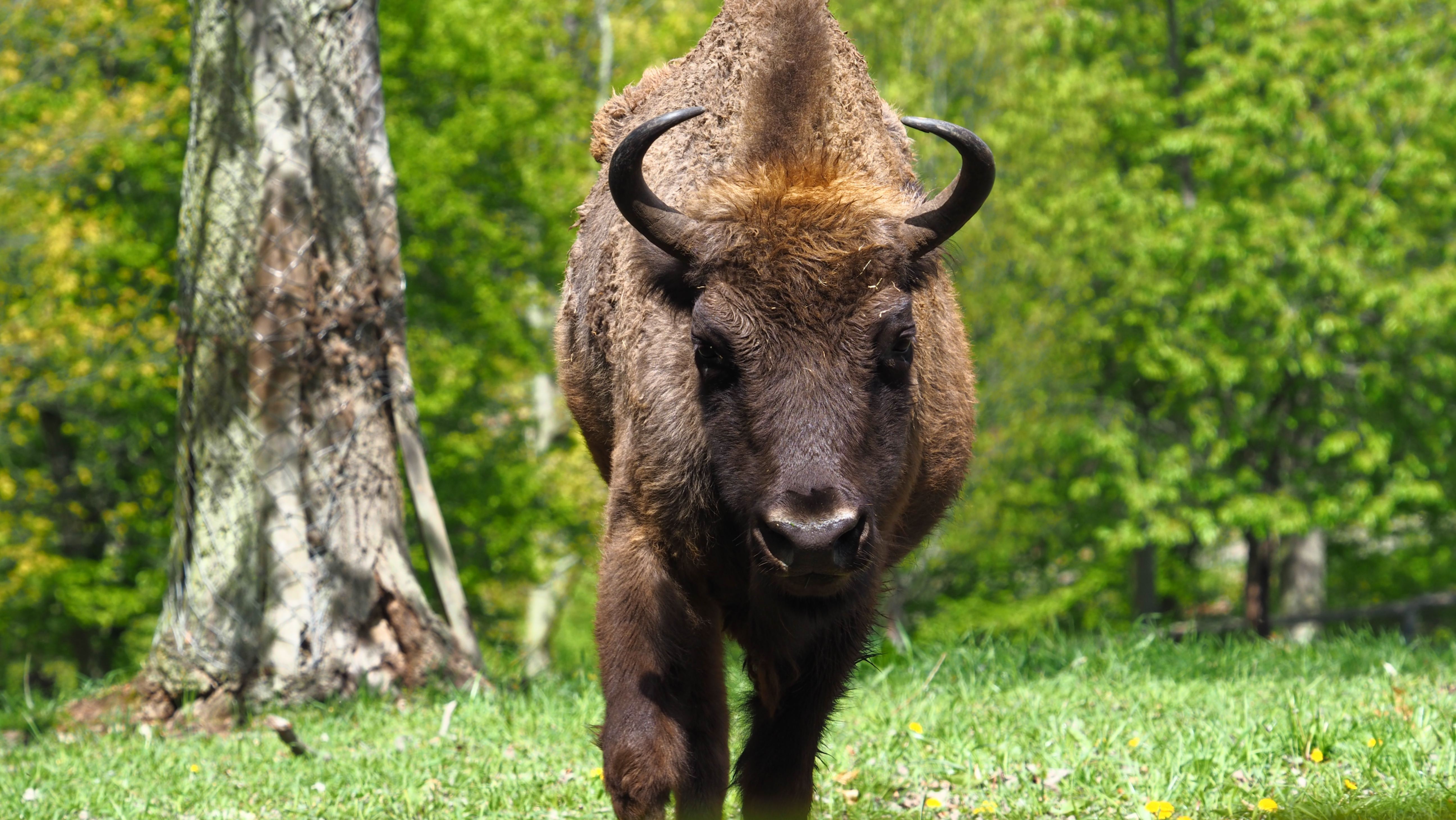 Wildziege agressiv