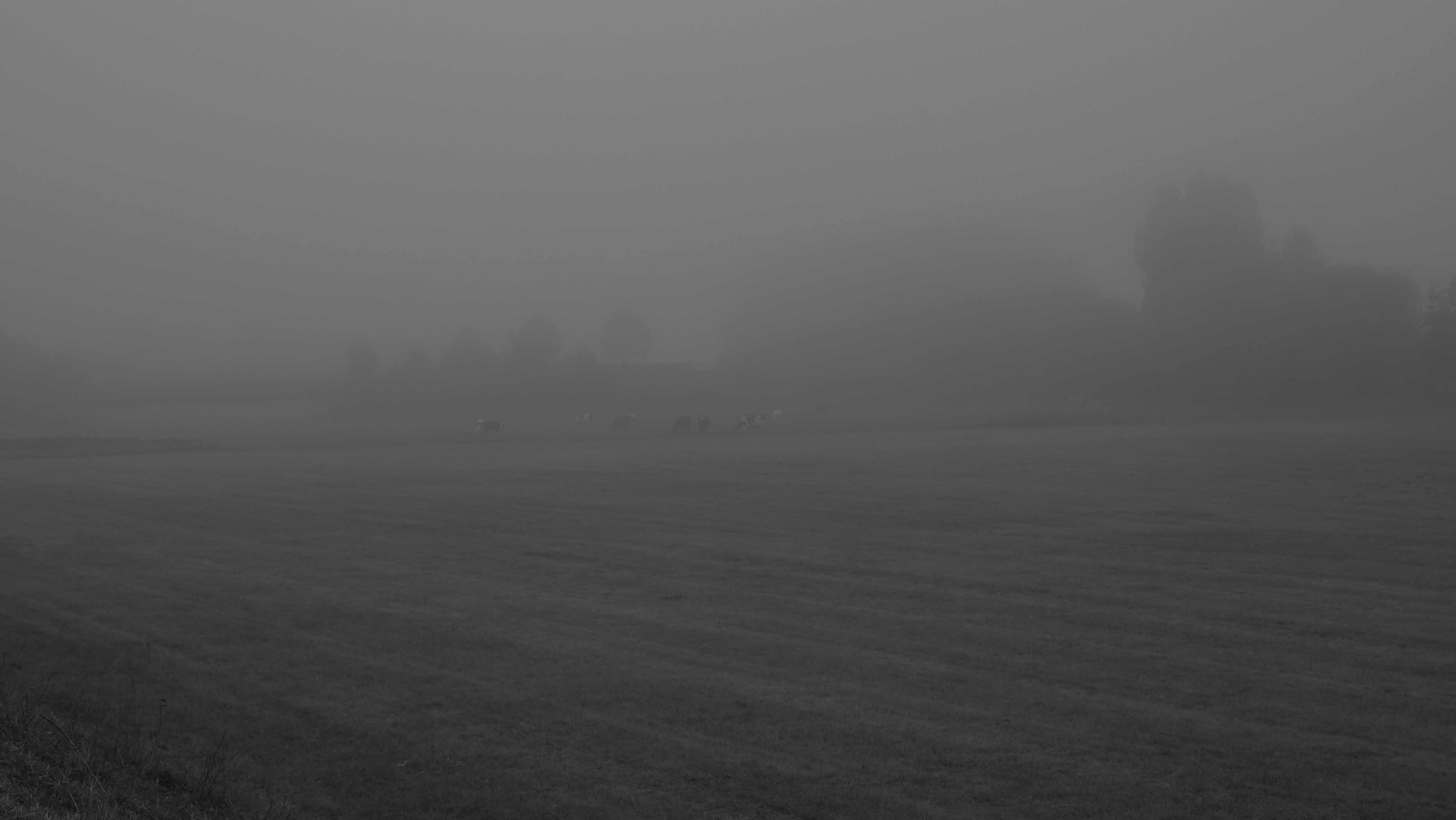 Ziegen im Nebel