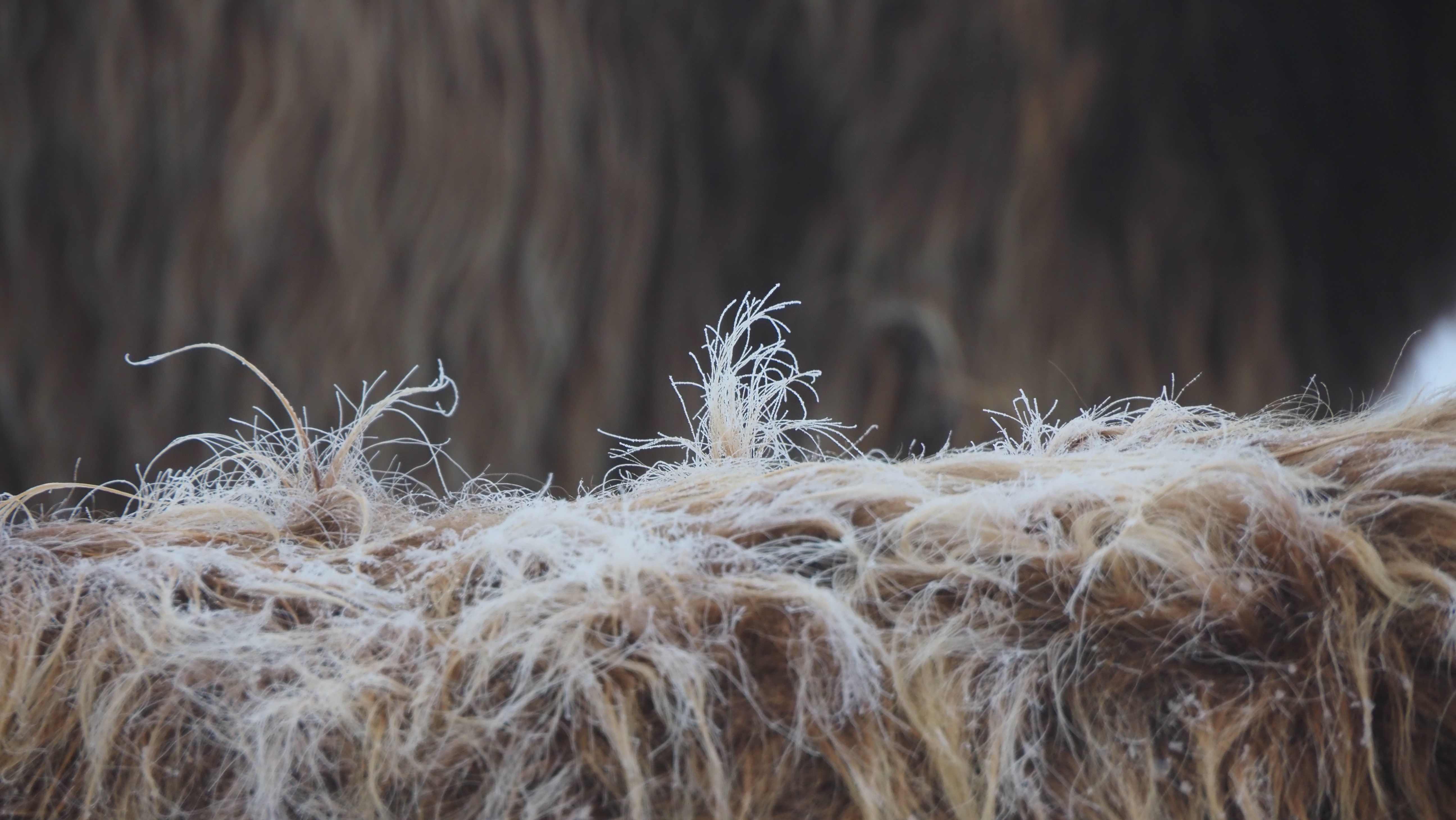 Ziegenrücken mit gefrorenen Haaren