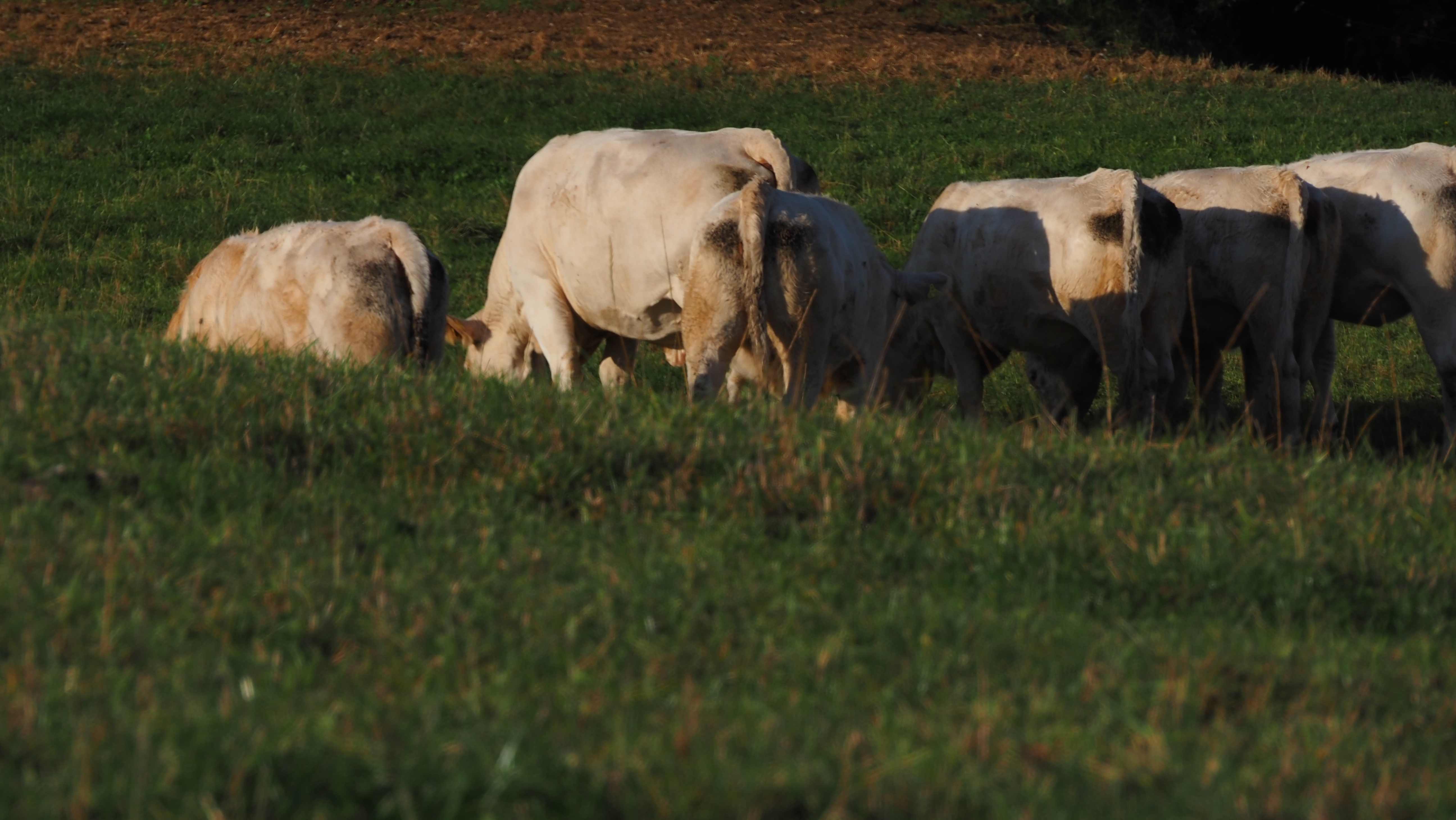 Zugziegen auf Wiese